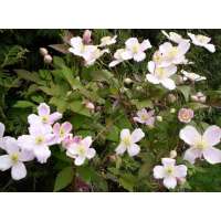 Clematis montana'Rubens' 