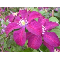 Clematis patens'Voluceau' 