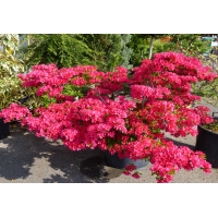 Azalea japonica'Toreador' 