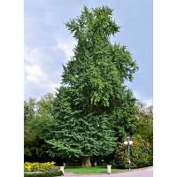 Ginkgo biloba 