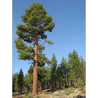 Pinus jeffreyi 