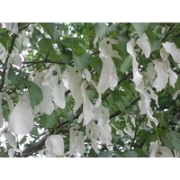Davidia involucrata 