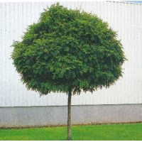 Robinia pseudoacacia'Umbraculifera' 