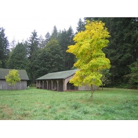 Robinia pseudoacacia'Frisia' 