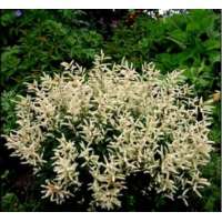 Aruncus aethusifolius