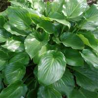 Hosta'Invincible'