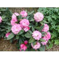 Rhododendron yakishimanum'Arabella' 