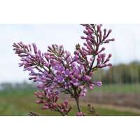 Syringa chinensis'Lilac Sunday' 
