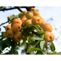 Malus'Butterball' 