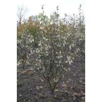 Syringa pinnatifolia 