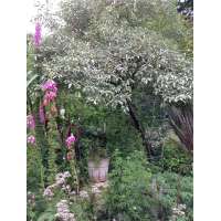 Elaeagnus angustifolia'Quicksilver' 