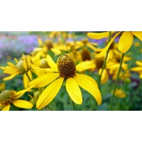 Rudbeckia nitida'Herbstsonne'