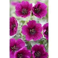 Geranium 'Jolly Jewel Purple'