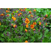 Geum'Carlskaer'