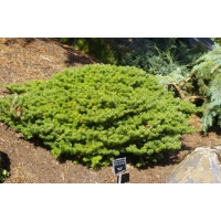 Abies koreana'Green Carpet' 