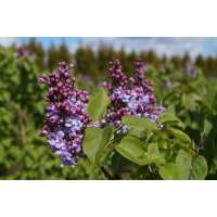 Syringa vulgaris'Nadezhda' 