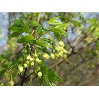 Acer montspessulanum 