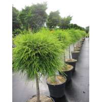 Chamaecyparis pisifera'Sungold' 