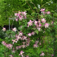 Clematis'Pink Flamingo' 