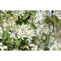 Amelanchier spicata 