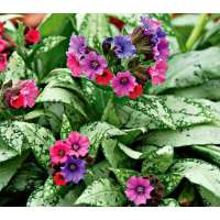 Pulmonaria'Silver Bouquet'