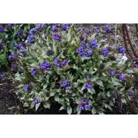 Pulmonaria longifolia'Diana Clare'