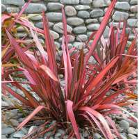 Phormium'Evening glow' 