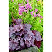 Heuchera'Georgia Plum'