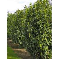 Prunus laurocerasus'Genolia' 150-175 cm.,kluit 