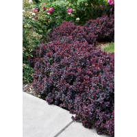 Berberis thunbergii'Concorde' 