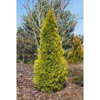 Thuja occidentalis'Golden Smaragd' 