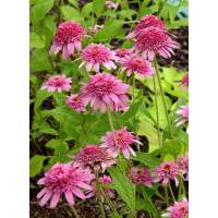 Echinacea'Pink Double Delight'