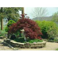 Acer palmatum'Tamukeyama' 