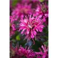 Monarda'Dancing Bird'