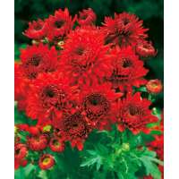 Chrysanthemum'Feuerzauber'