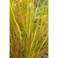 Anemanthele lessoniana'Sirocco'