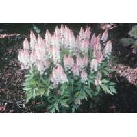 Tiarella'Pink Skyrocket'