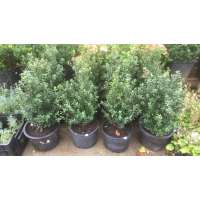 Ilex crenata'Caroline Upright' 