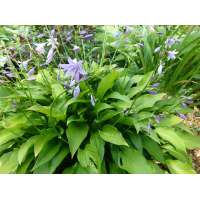 Hosta lancifolia