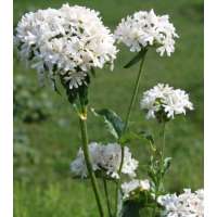Lychnis chalcedonica'Alba'
