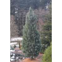 Pinus strobus'Bennets Fastigiate' 