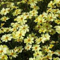 Coreopsis'Buttermilk'