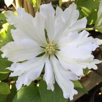 Clematis patens'Toki' 