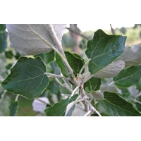 Populus alba 