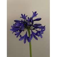 Agapanthus'Starry Night' 