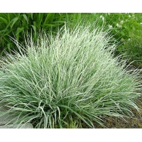Arrhenatherum elatius'Variegatum'