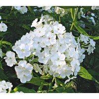 Phlox paniculata'David'