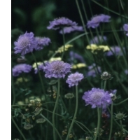 Scabiosa caucasica'Clive Greaves'