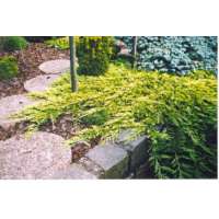 Juniperus horizontalis'Golden Carpet' 