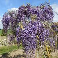 Wisteria'Grande Diva Barbara' 